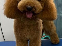 Poodle Miniature Red disponibil pentru imperechere, Bucuresti sau Ilfov