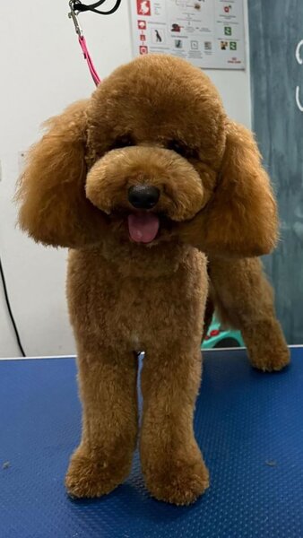 Poodle Miniature Red disponibil pentru imperechere, Bucuresti sau Ilfov