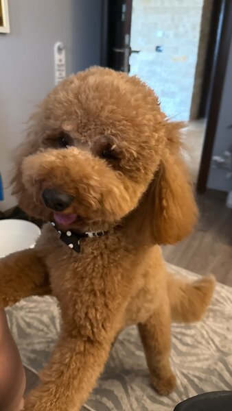 Poodle Miniature Red disponibil pentru imperechere, Bucuresti sau Ilfov