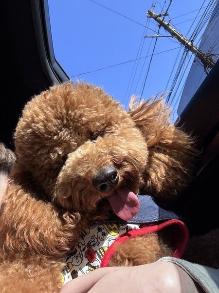 Poodle Miniature Red disponibil pentru imperechere, Bucuresti sau Ilfov