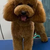 Poodle Miniature Red disponibil pentru imperechere, Bucuresti sau Ilfov