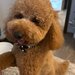 Poodle Miniature Red disponibil pentru imperechere, Bucuresti sau Ilfov